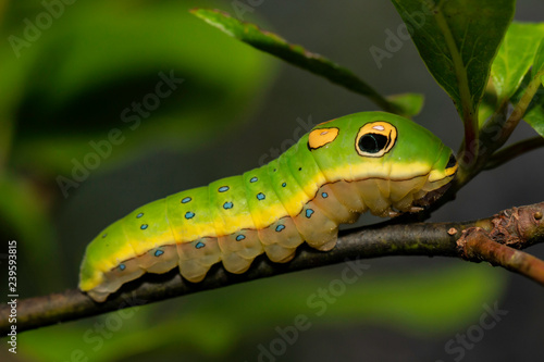 Spicebush swallowtail caterpillar snake mimic - Papilio troilus