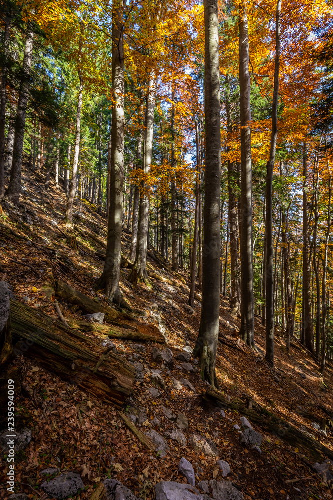 Colorful autumn alpine forest with rocky path to the top of Stadelwand peak, Alps, lower Austria