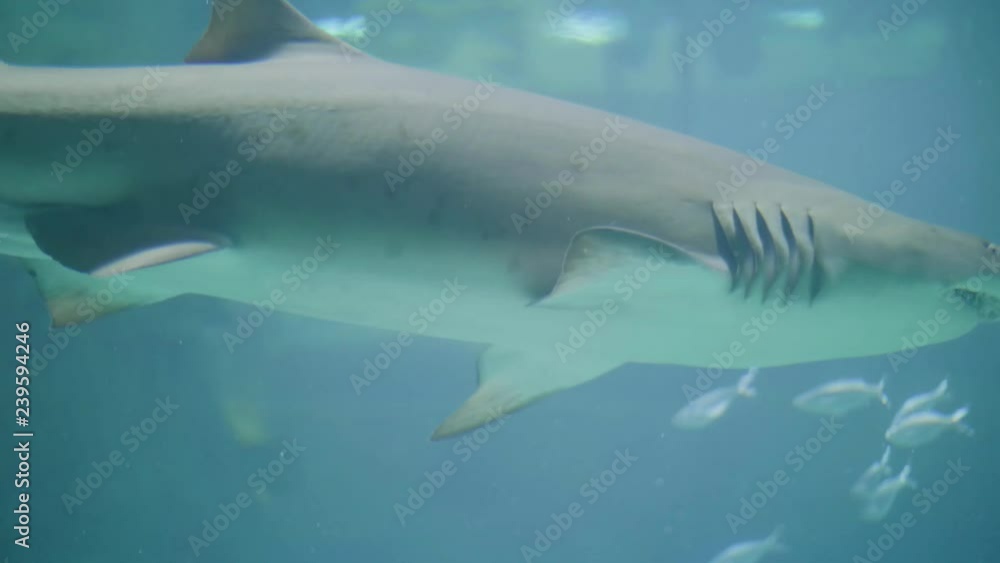 Shark and fish swimming in water in oceanarium. Wild sea animal and predator Shark and fish swimming in water in oceanarium. Wild sea animal and predator