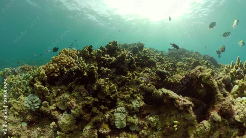 coral reef and tropical fish underwater world diving and snorkeling on coral reef. Hard and soft corals underwater landscape coral reef and tropical fish underwater world diving and snorkeling on coral reef. Hard and soft corals underwater landscape