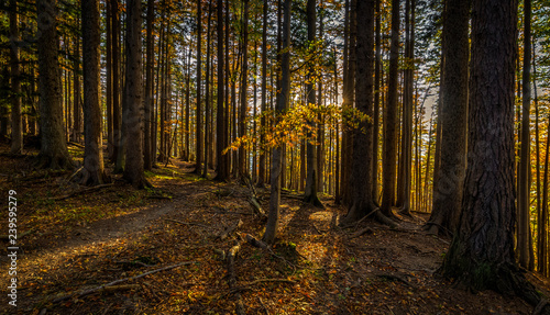 Autumn brown and yellow forest full on fallen leaves on the way up to Stadelwand summit  Schneeberg  Alpen  lower Austria