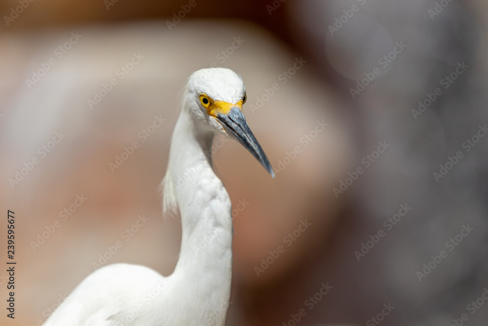 Uccello Uccello