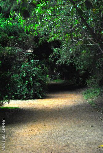Camino a la belleza