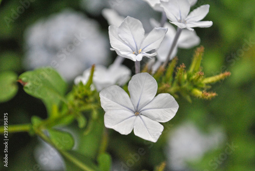 Blanco