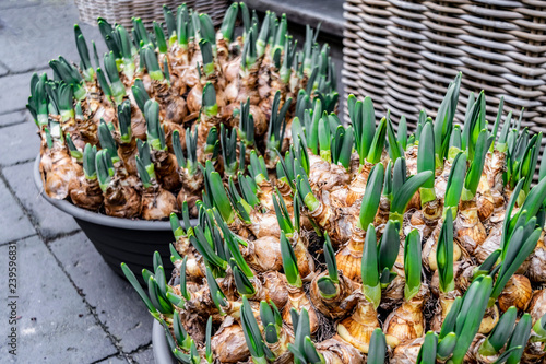 Fototapeta Naklejka Na Ścianę i Meble -  Narcissus bulbs with sprouts. Forcing daffodils. Growing daffodils and tulips in pots. Spring garden.