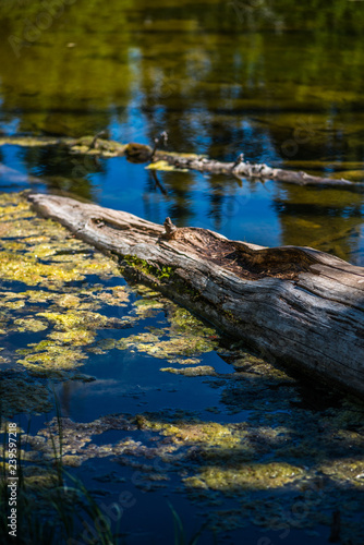 Decaying log floating in pond