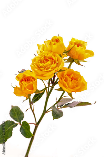 Vine of Yellow Roses on White Background (vertical)
