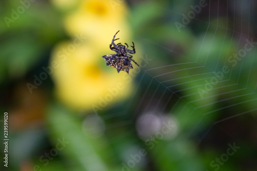 spider