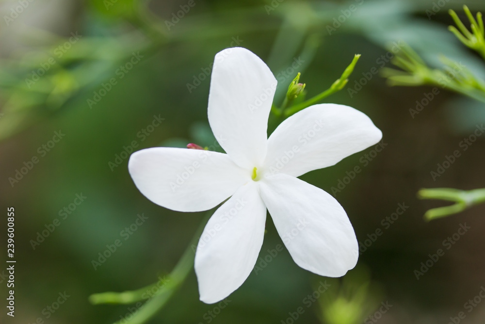Beautiful White Jasmine Flower in Full Bloom in Summer Beautiful White Jasmine Flower in Full Bloom in Summer