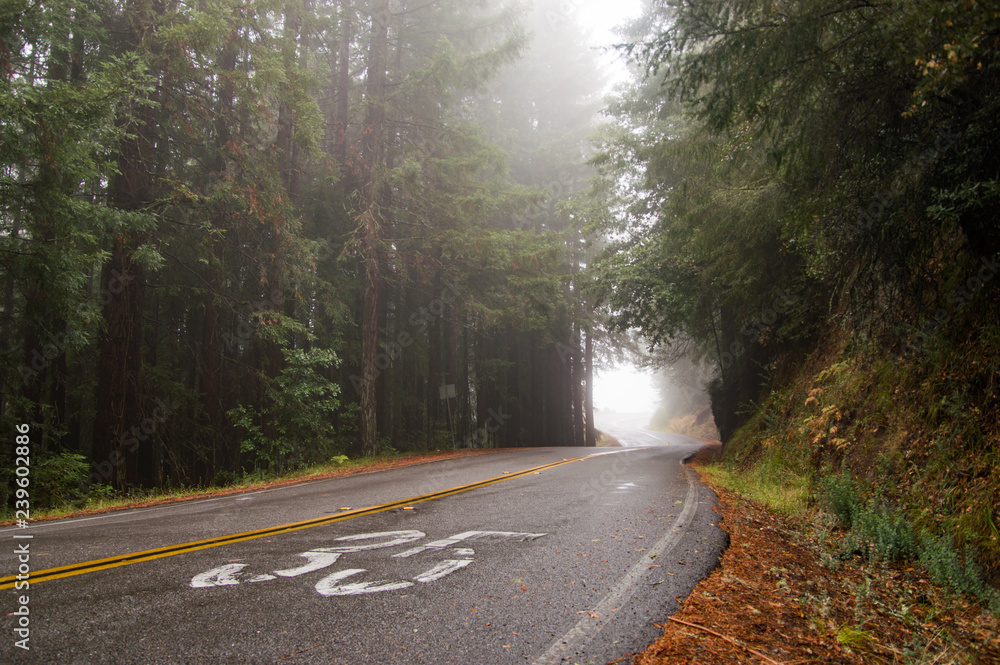 Fototapeta premium foggy road in the redwoods