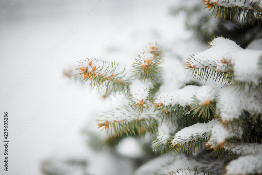 Beautiful Winter Background. Wintertime Wallpaper. Snow-covered fir tree branches close up outdoors with selective focus. Nature Wide screen Web banner with copy space Beautiful Winter Background. Wintertime Wallpaper. Snow-covered fir tree branches close up outdoors with selective focus. Nature Wide screen Web banner with copy space