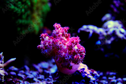 Carnation Tree Coral
(Dendronephthya sp.)  photo