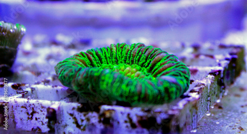 Isolated Open brain LPS coral 