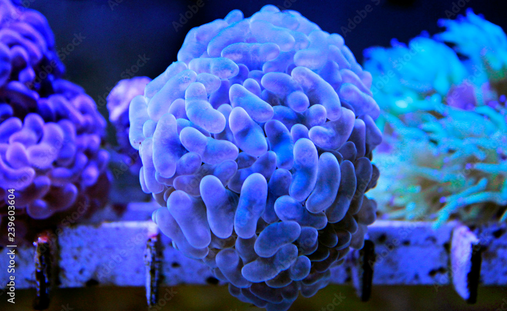 Naklejka premium Euphyllia LPS coral isolated image