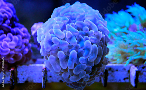 Euphyllia LPS coral isolated image