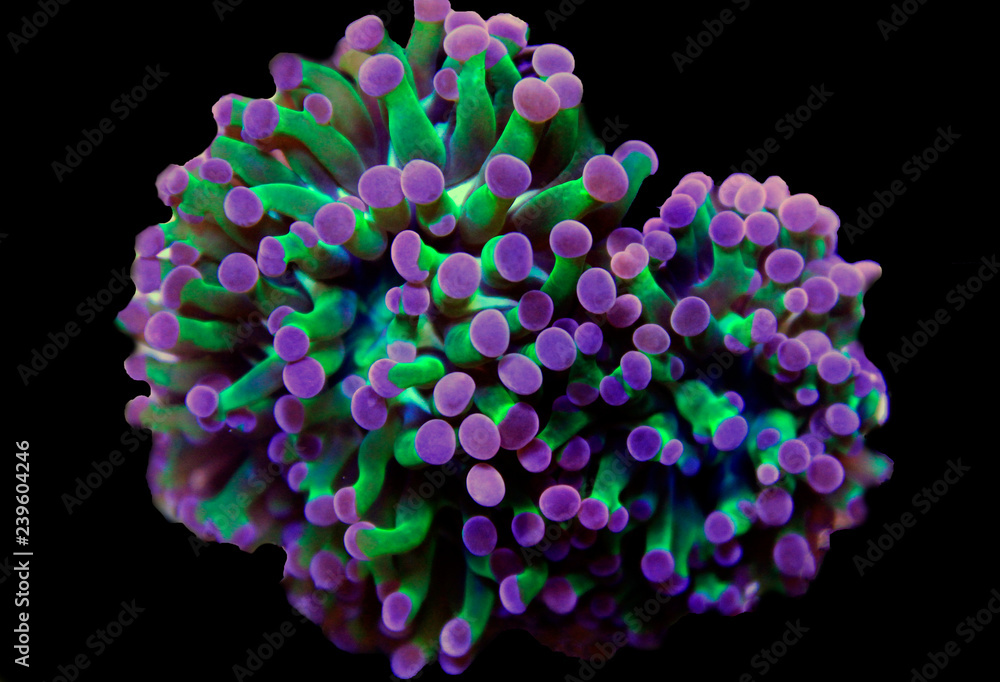 Naklejka premium Euphyllia LPS koral na białym tle obraz