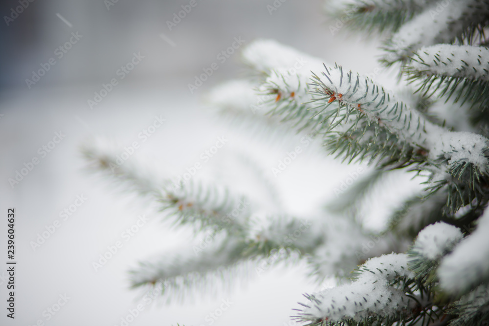 Snow-covered Christmas tree in the city. The landing of young firs. Poaching felling of firs Spruce treated with toxic chemicals. New Year's and Christmas.