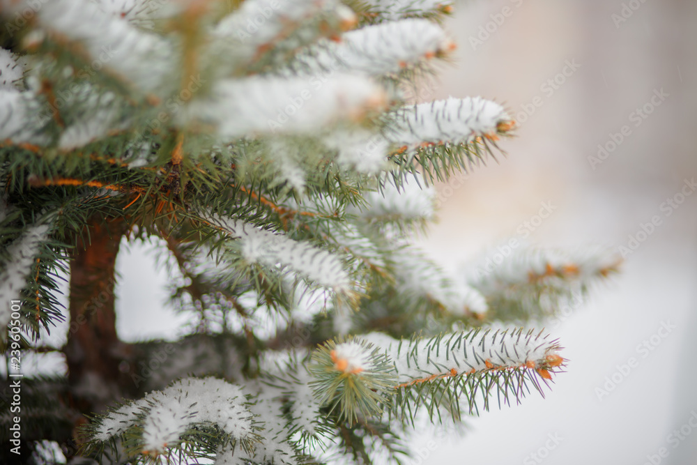 Beautiful Winter Background. Wintertime Wallpaper. Snow-covered fir tree branches close up outdoors with selective focus. Nature Wide screen Web banner with copy space Beautiful Winter Background. Wintertime Wallpaper. Snow-covered fir tree branches close up outdoors with selective focus. Nature Wide screen Web banner with copy space