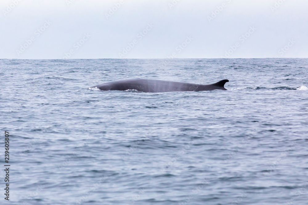 Fototapeta premium Fin whales swimming in the waters of the Pacific Ocean in front of Atacama Desert at Chile, a nice place for Whale Watching and marine sea life on a wild environment, an amazing place to enjoy nature