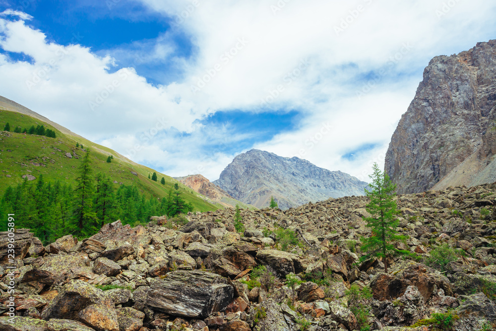 Fototapeta premium Coniferous trees in highlands. Larch trees on stony hill. Wonderful giant rocky mountains. Mountain range. Huge rocks. Mountain flora. Conifer forest. Amazing vivid green landscape of majestic nature.