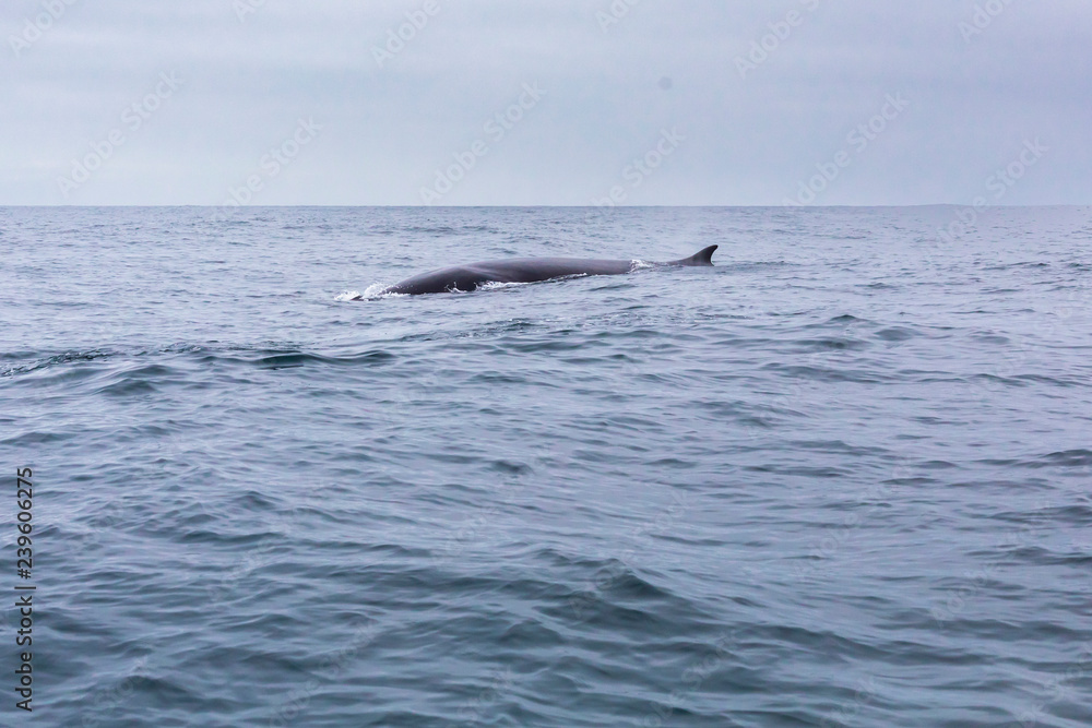 Fin whales swimming in the waters of the Pacific Ocean in front of Atacama Desert at Chile, a nice place for Whale Watching and marine sea life on a wild environment, an amazing place to enjoy nature Fin whales swimming in the waters of the Pacific Ocean in front of Atacama Desert at Chile, a nice place for Whale Watching and marine sea life on a wild environment, an amazing place to enjoy nature