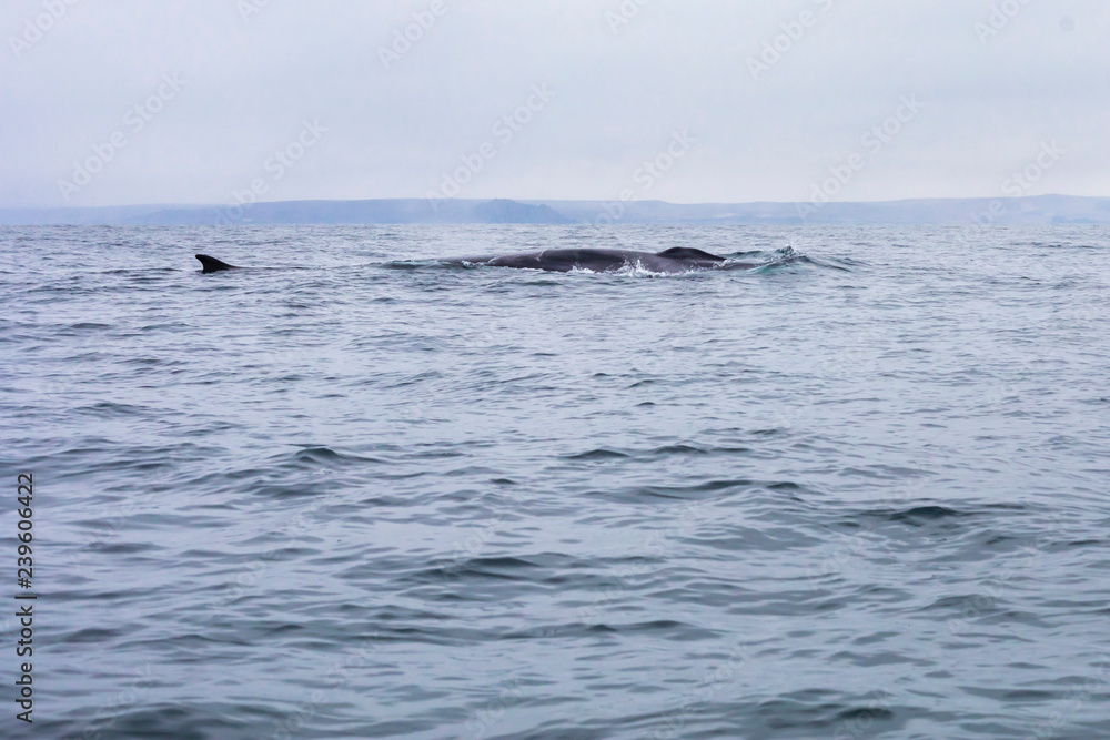 Fototapeta premium Fin whales swimming in the waters of the Pacific Ocean in front of Atacama Desert at Chile, a nice place for Whale Watching and marine sea life on a wild environment, an amazing place to enjoy nature