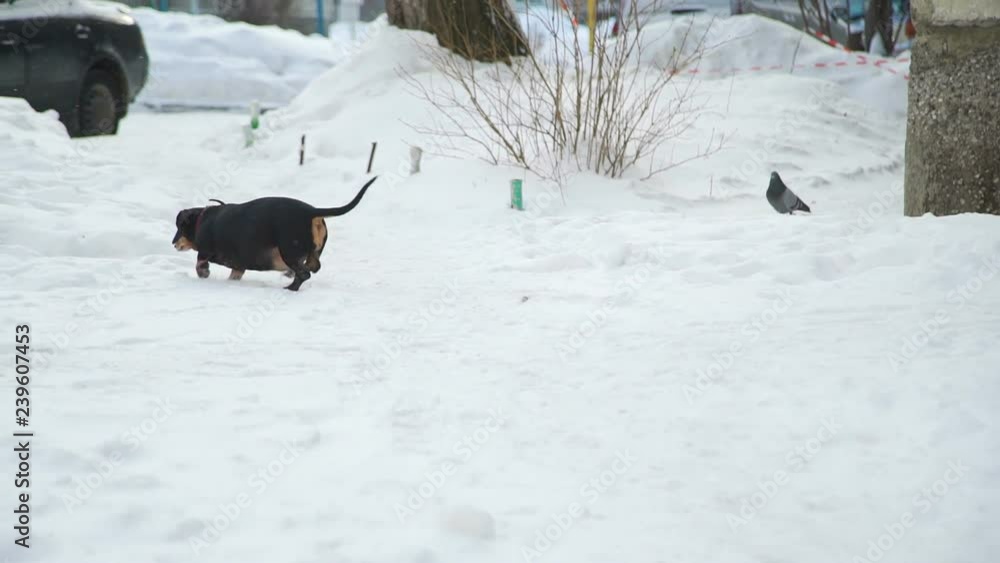 Little Girl Running for the Dog in Winter Little Girl Running for the Dog in Winter