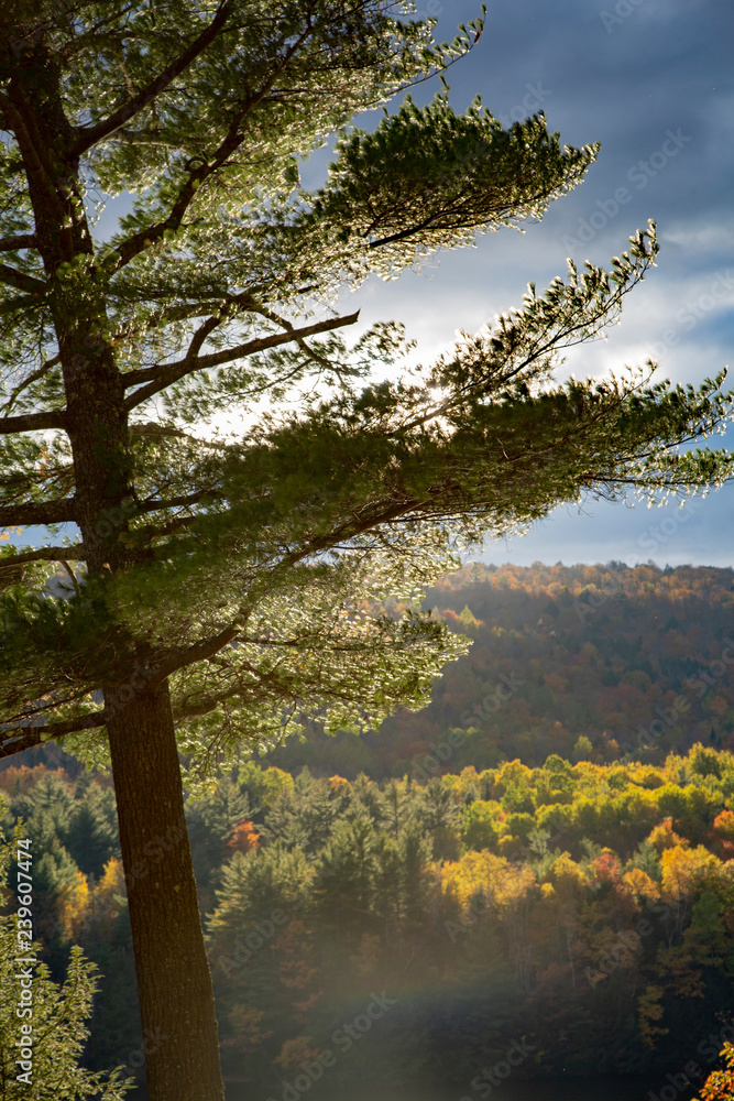 Obraz premium New England Fall