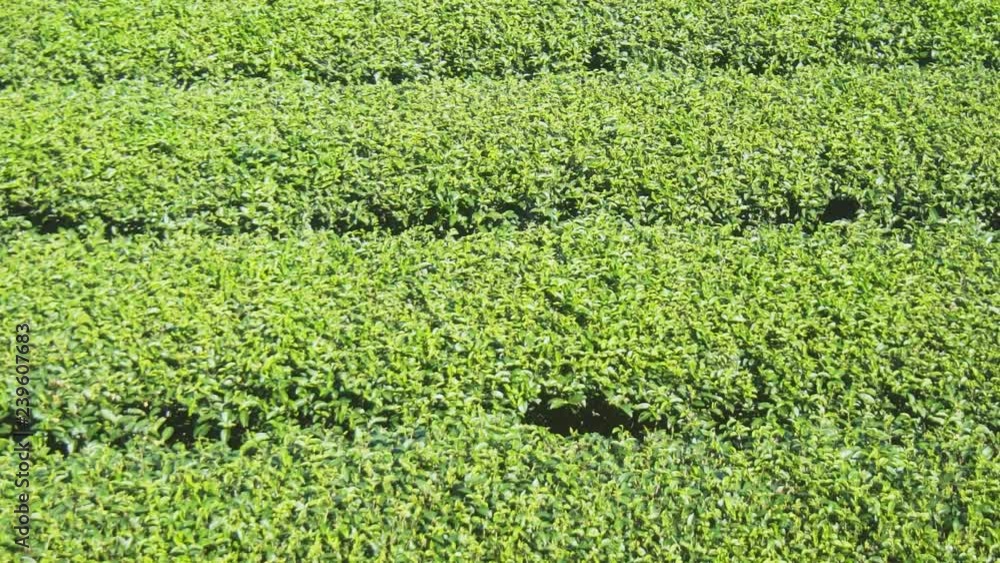 Tea Bushes in Neat Rows on Thai Plantation Tea Bushes in Neat Rows on Thai Plantation