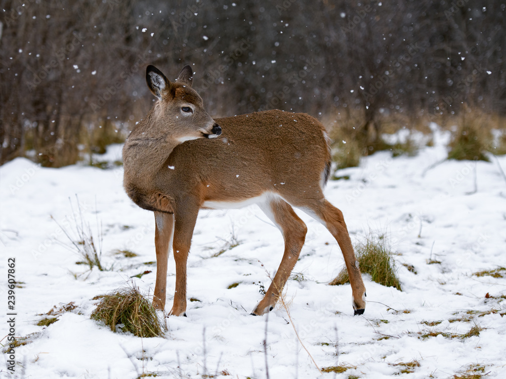 White-tailed Deer Doe on Snowy Day in Winter White-tailed Deer Doe on Snowy Day in Winter