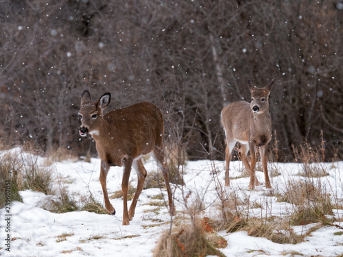  White-tailed Deers Doe on Snowy Day in Winter