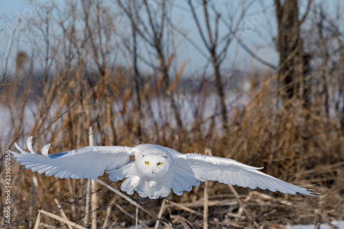  Male Snowy Owl Flying Low Over Snow Field in Winter