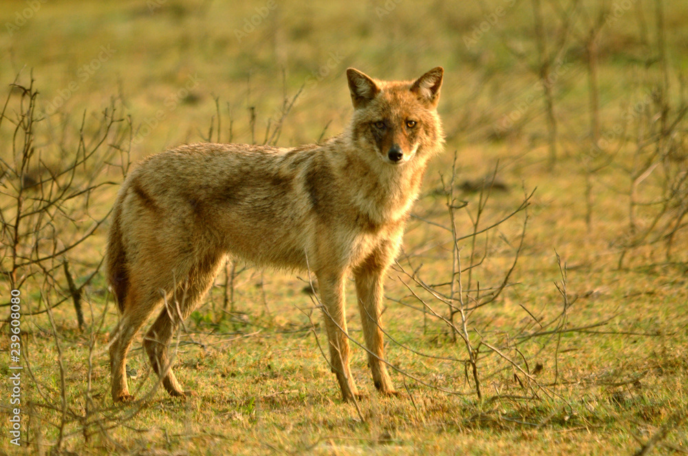 jackal in wild jackal in wild