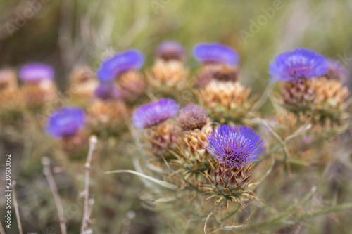 Purple thistle flowers at Tunquen Beach in Chile  an invasive flower but very nice when blooming during spring season on a wild beach  a really nice environment