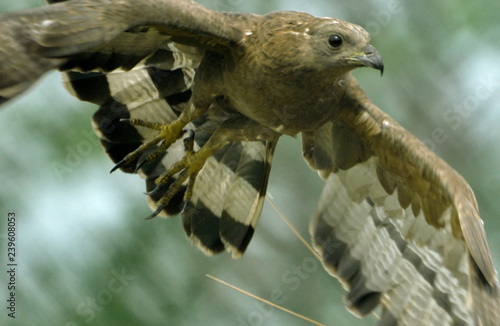 prey bird  photo