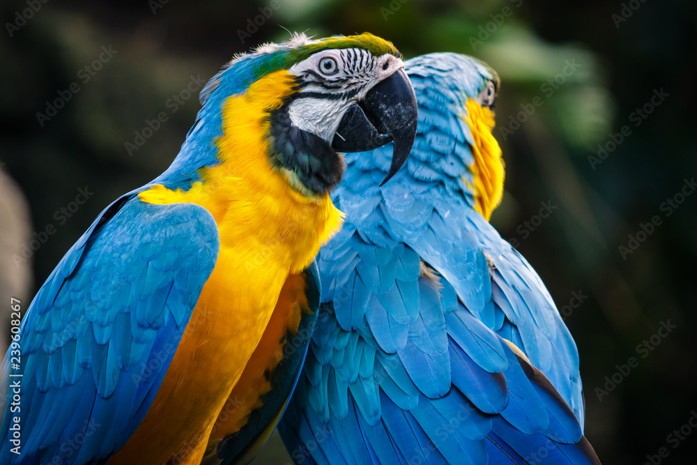 Yellow and blue big parrot