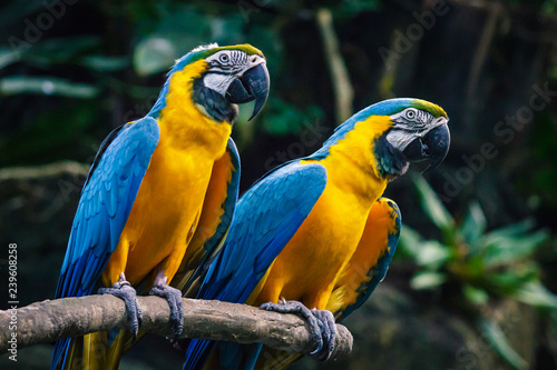 Yellow and blue big parrot