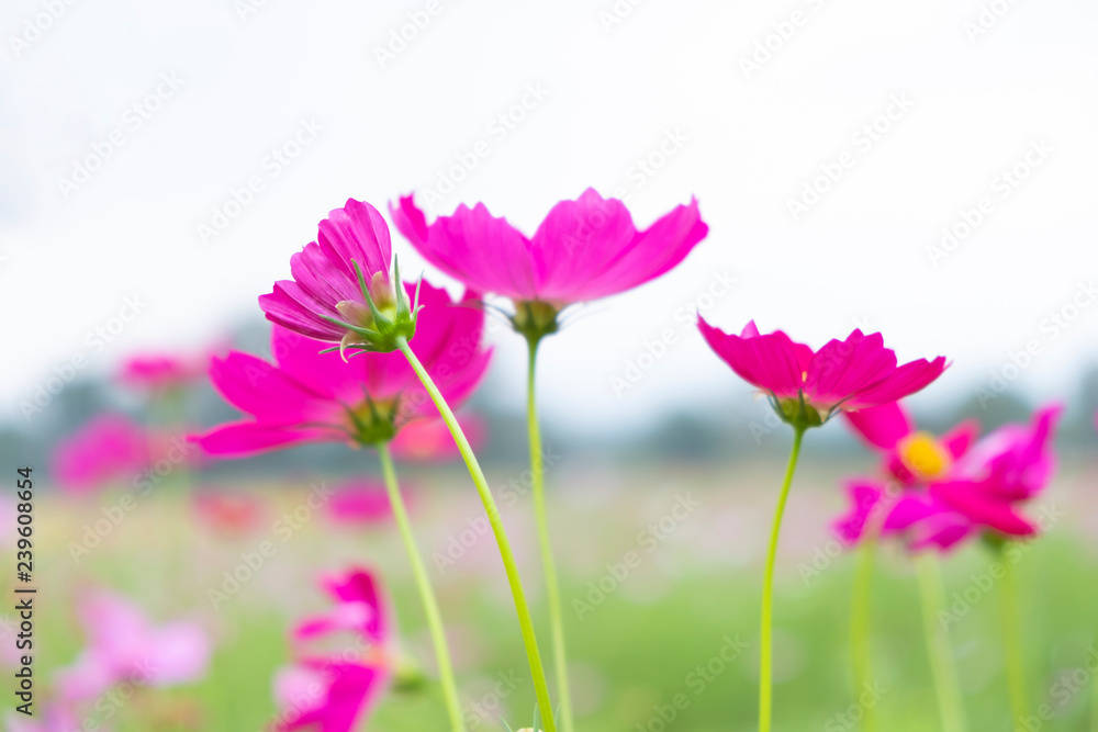Pink flower of Mexican Diasy, Sulfur Cosmos, Pink Cosmos on white background.