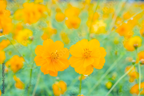 Yellow flower of Mexican Diasy, Sulfur Cosmos, Yellow Cosmos on white background. © Nipaporn