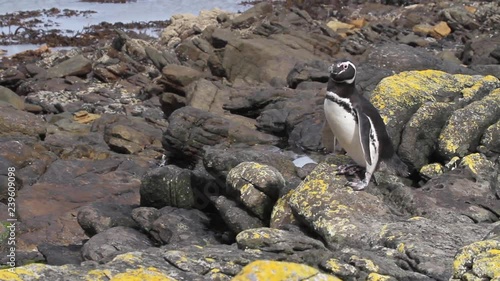 Magellanic penguin from Antarctca Magellanic penguin standing on a rcok in Antarctica photo