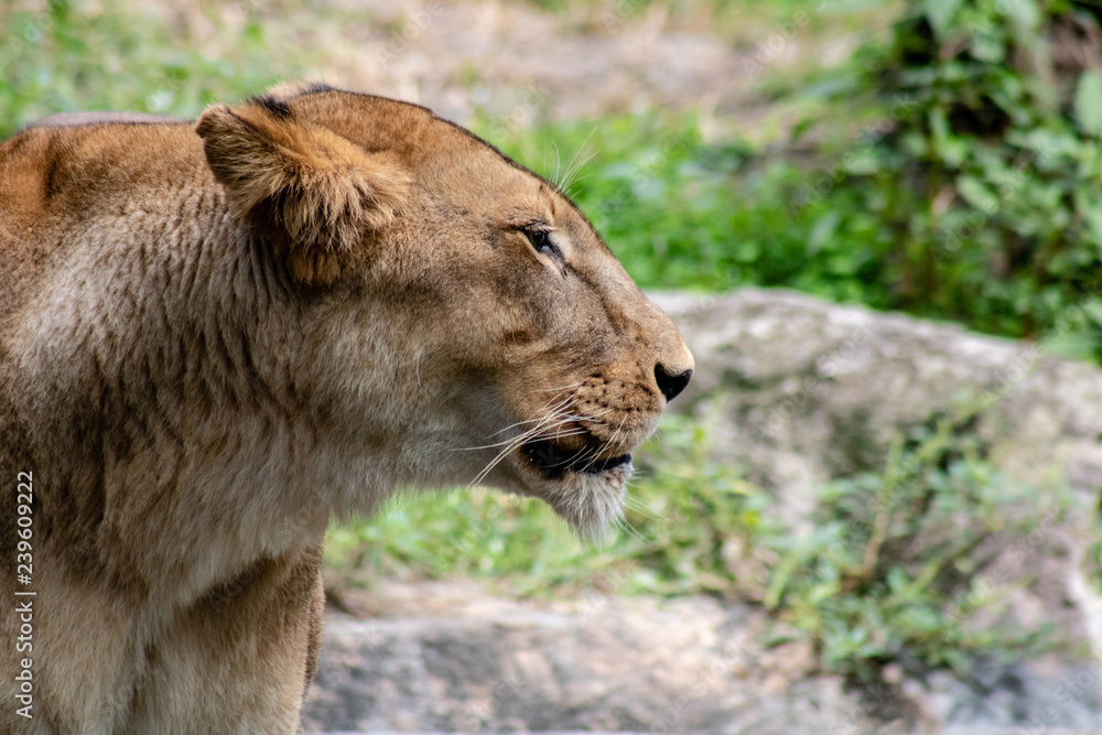Large female lion Large female lion