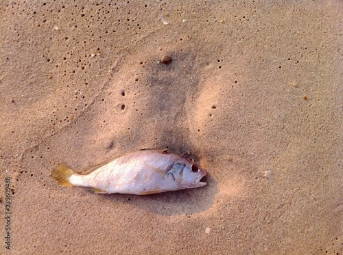 dead fish on the beach sunset photo