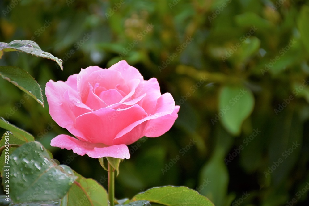 Pink rose in garden.