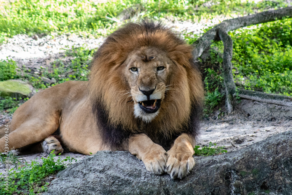 Large male lion Large male lion