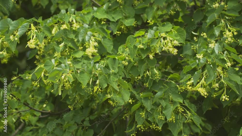 Clustered, spring blossoms and green leaves of a linden tree Clustered, spring blossoms and green leaves of a linden tree