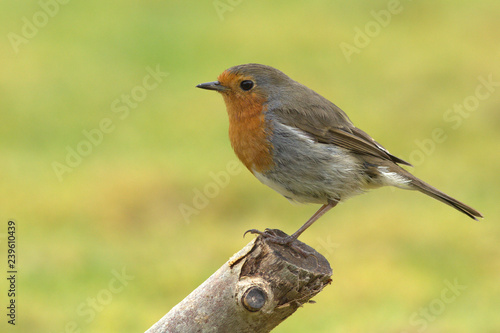 A Robin perched.