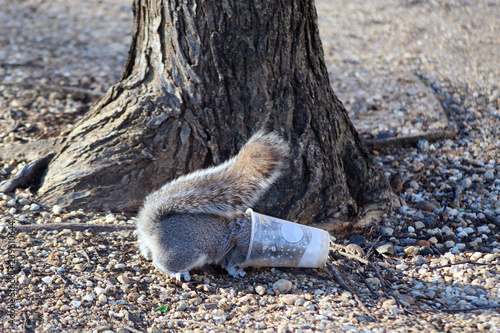 A squirrel busy licking inside of a plastic coffee cup