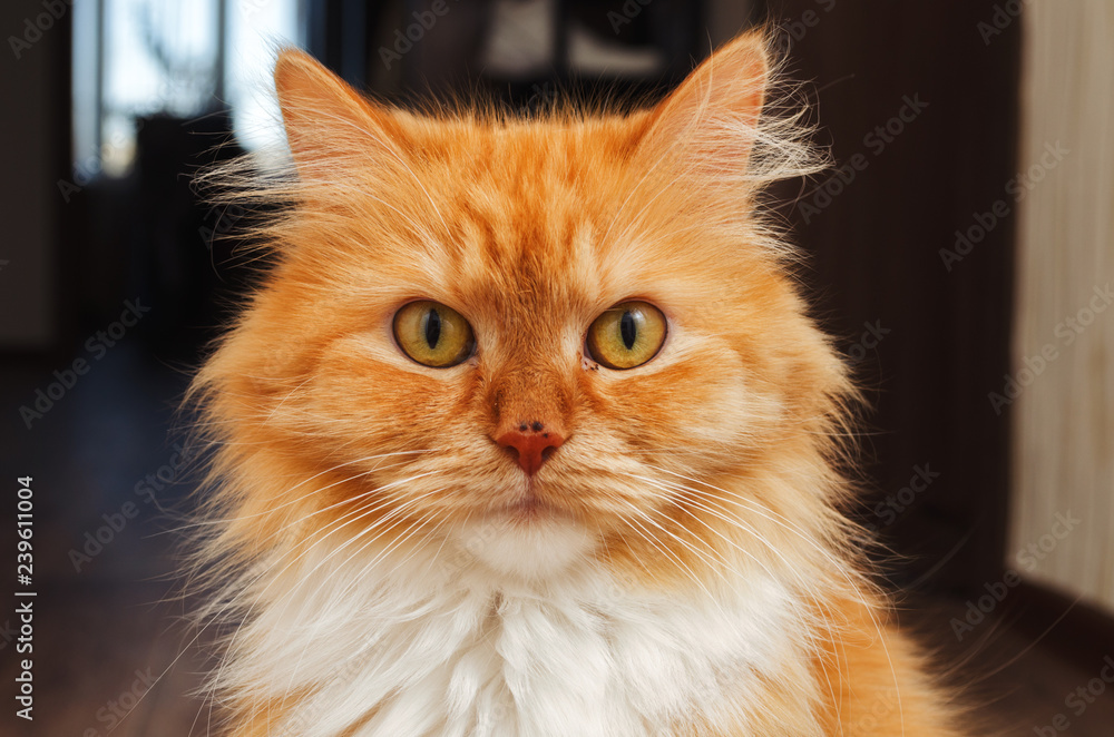 red fluffy cat close-up portrait