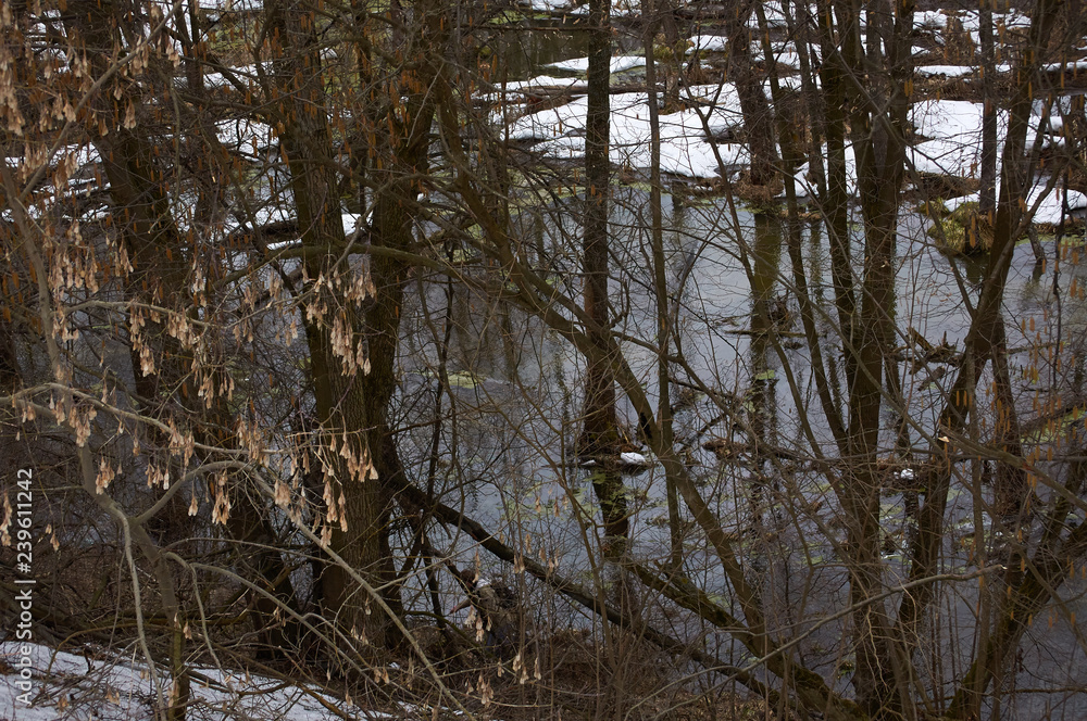 Fototapeta premium Flood in the winter forest. Bottling of the river in the swamp. Thicket of trees and shrubs. Cloudy day Ukraine Kiev region.