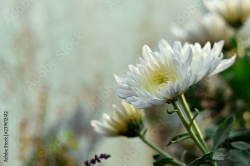 Beautiful White flower with green petal